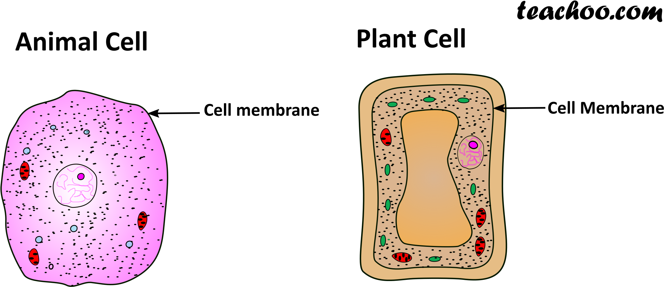Plant And Animal Cell Only Cell Membrane - Tom Felton Photo Shoot Clipart (2286x1000), Png Download