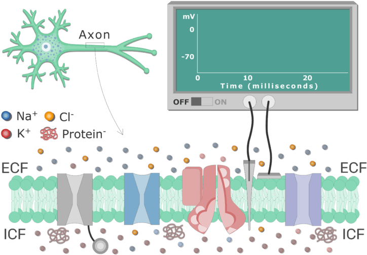 An Image Showing Different Types Of Channels In The - Cell Membrane At Resting Potential Clipart (736x550), Png Download