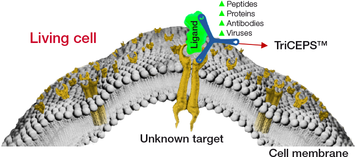 Dualsystems The Experts For Protein-protein Interactions - Virus Receptor Interaction Clipart (800x400), Png Download