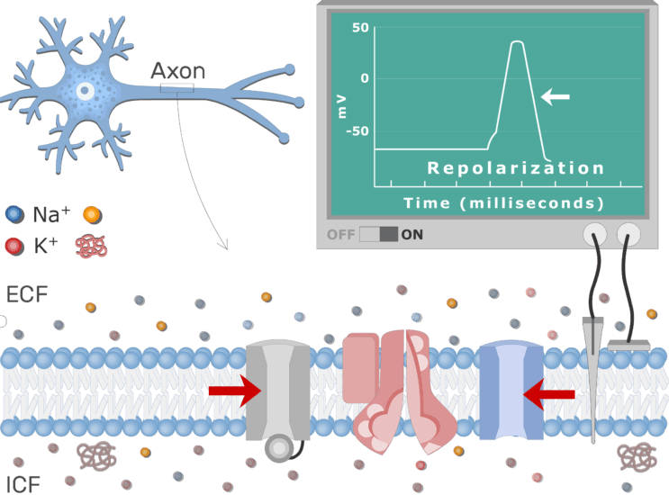 An Image Showing The Pump Moving Na Ions Outside The - Protein Channel Action Potential Clipart (743x550), Png Download