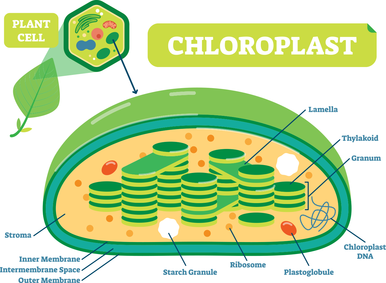 Chloroplast Transparent Outer Membrane - Cell Chloroplast Diagram Clipart (1317x967), Png Download