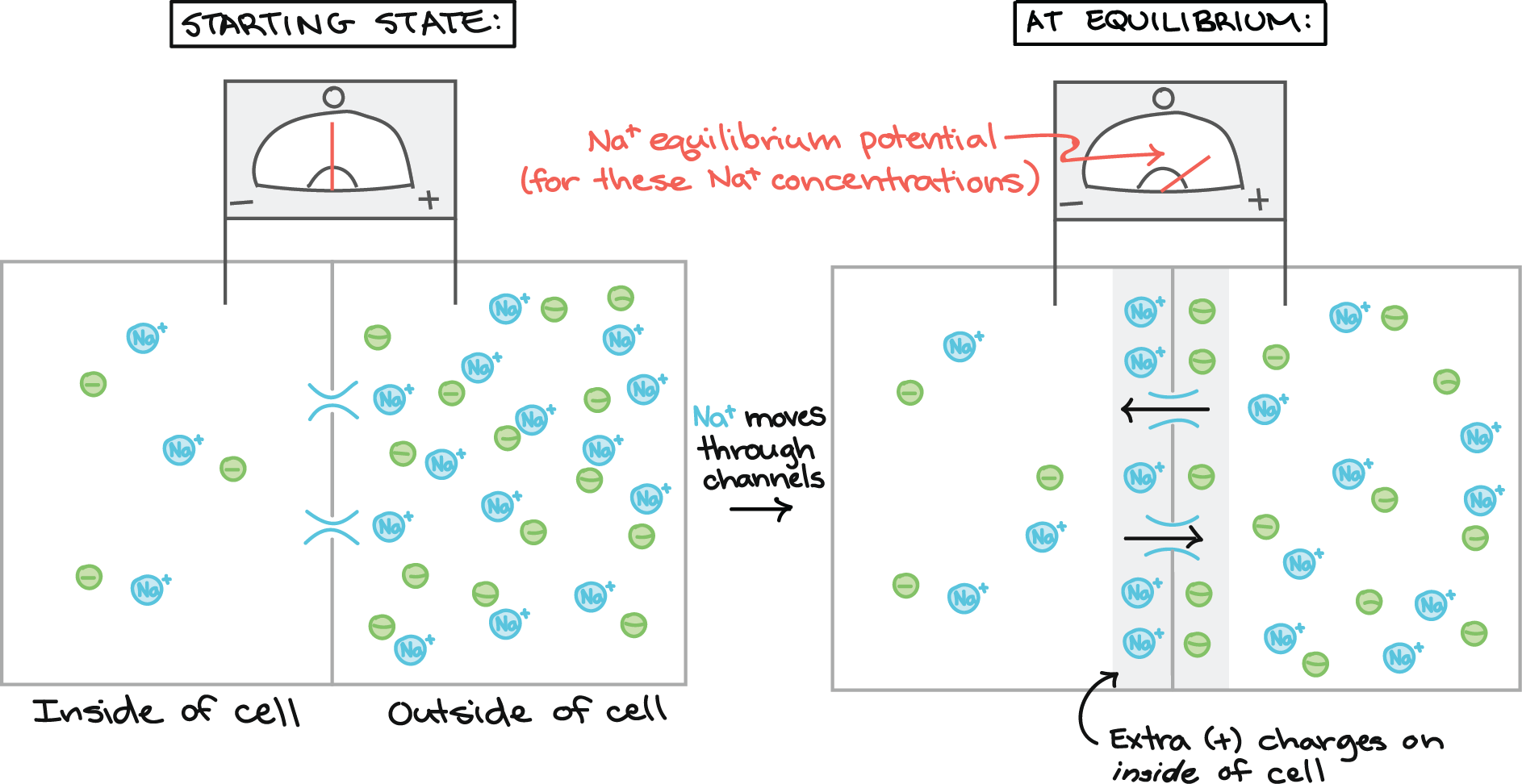 Zero Voltage Across The Membrane, As Measured By A - Resting Potential And Explain How It Helps Transmit Clipart (1886x972), Png Download