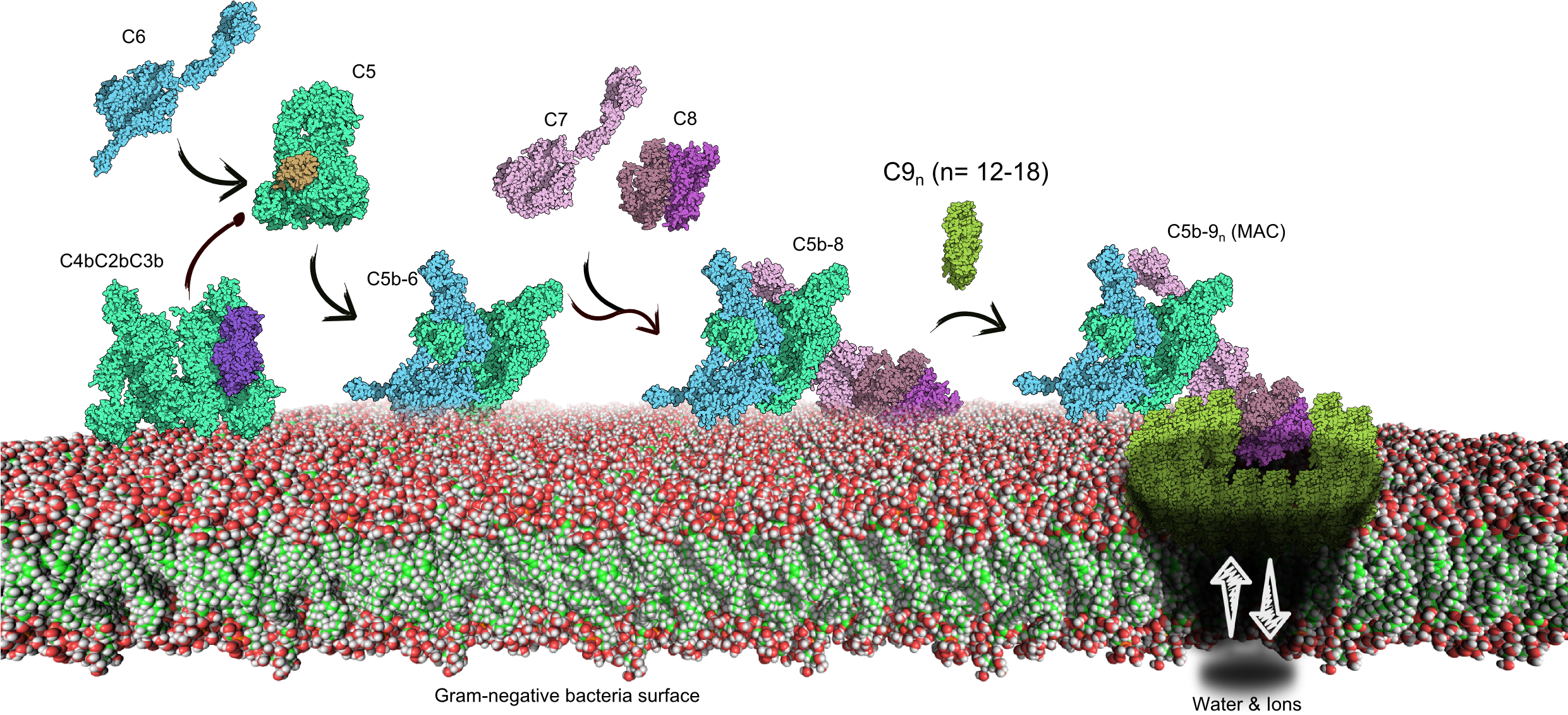 Complement Terminal Test - David Goodsell Cell Membrane Clipart (2480x1201), Png Download