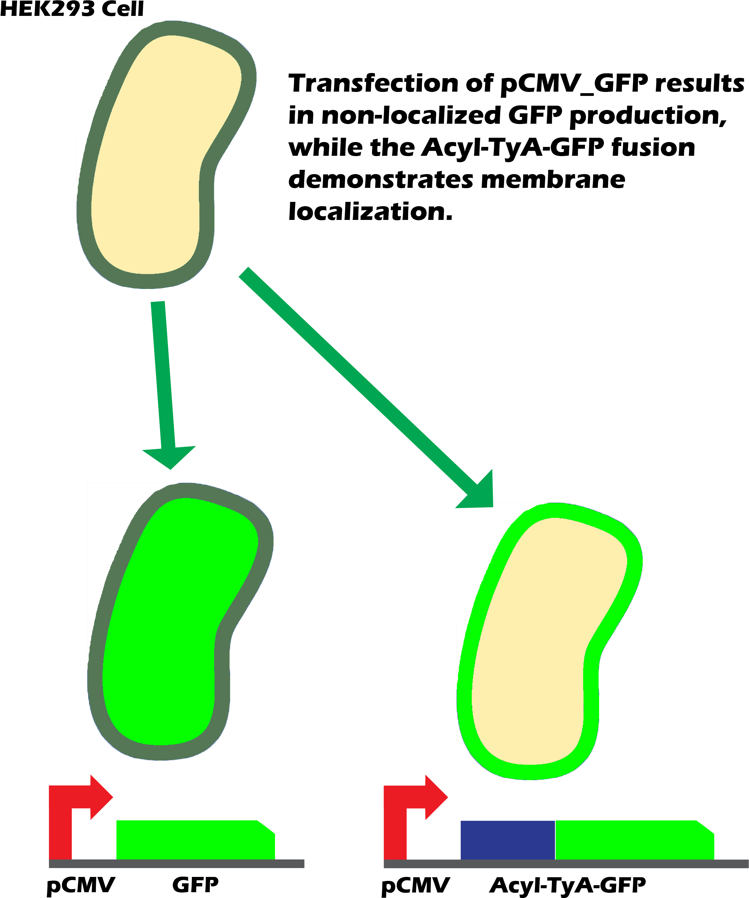 Over The Course Of 24 Hrs, Exosomes Budded Out With - Membrane Gfp Clipart (2463x2951), Png Download