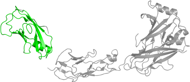 <div Class='caption-body'>1 Copy Of Pfam Domain - Cartoon Clipart (800x800), Png Download