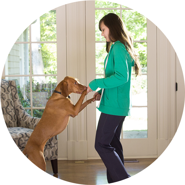 Companion Dog , Png Download - Guard Dog Clipart (645x645), Png Download