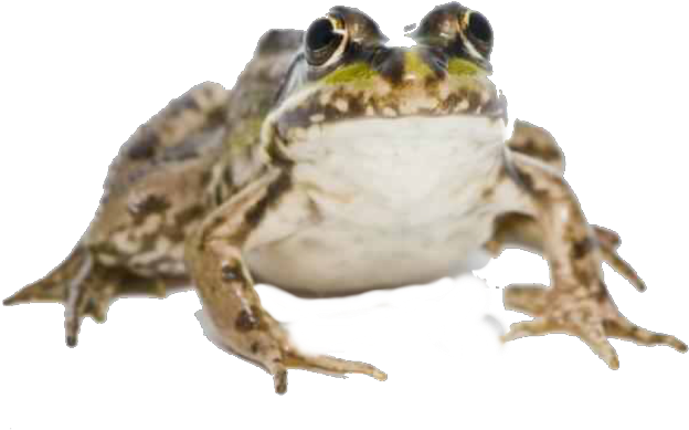 Eastern Spadefoot Clipart (715x480), Png Download