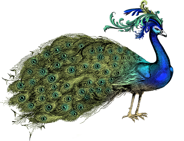 Hand Holding A Fan Peacock - Peafowl Clipart (712x544), Png Download