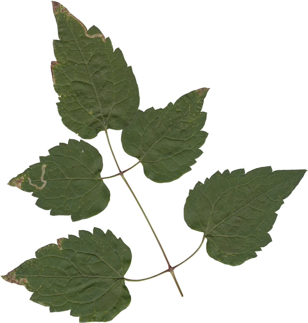 Nature Leaves - Maple Clipart (1041x1140), Png Download
