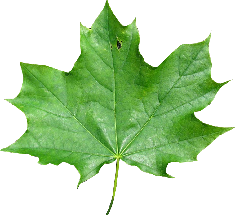 And Finally Also About How To Change The Image Pixel - Maple Leaf Clipart (758x695), Png Download