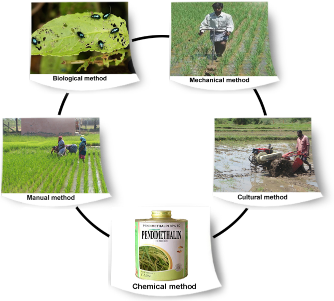 Integrated - Grass Clipart (693x632), Png Download