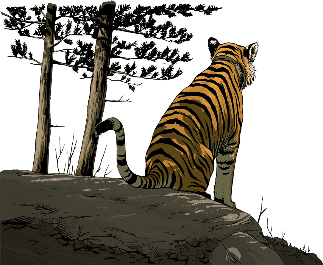 Uporny Looking Out At The Valley - Siberian Tiger Clipart (1600x912), Png Download