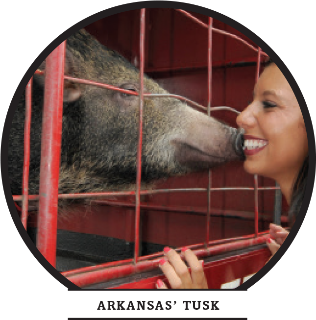 Four-legged Friends - Boar Clipart (900x791), Png Download