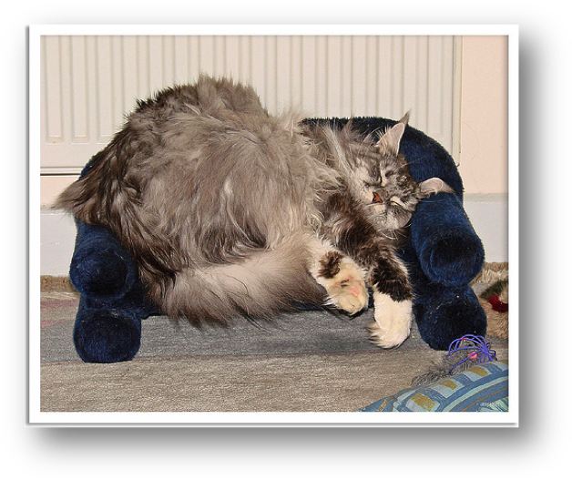 Tabby Cat Clipart (639x540), Png Download