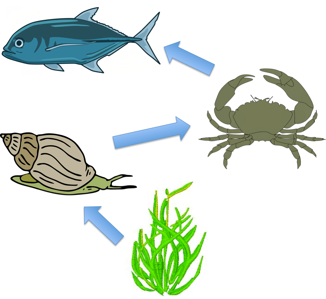 Download Clipart - Sea Snail Food Chain - Png Download (1130x1038), Png Download