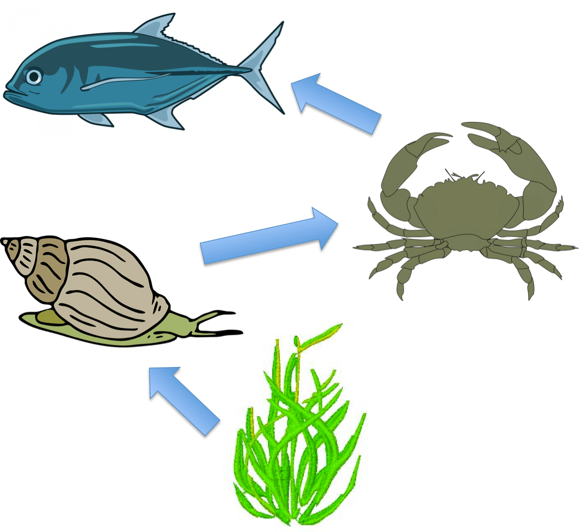 Кто кого ест в море