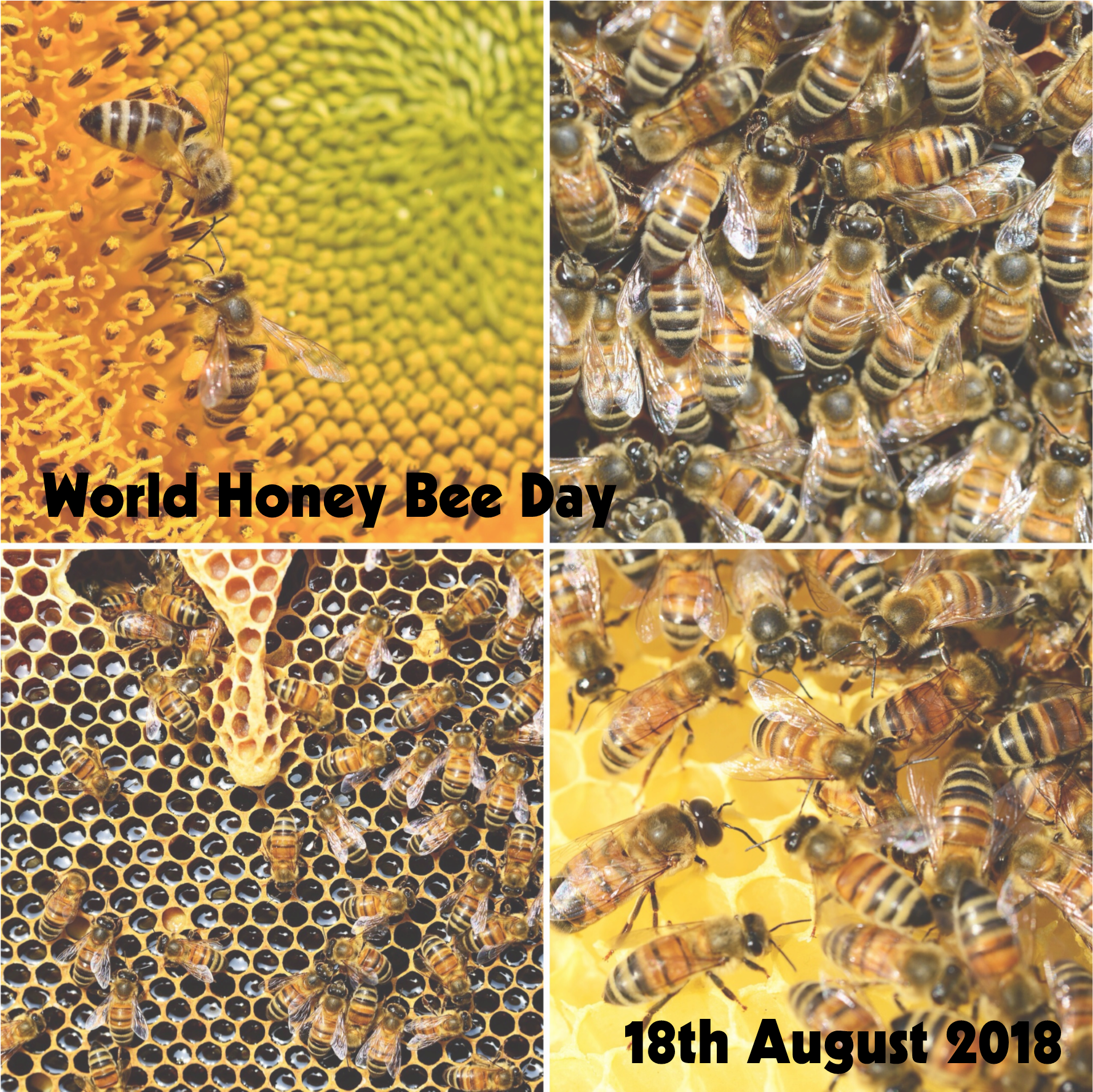 World Honey Bee Day - Wasp Hive Clipart (1855x1785), Png Download
