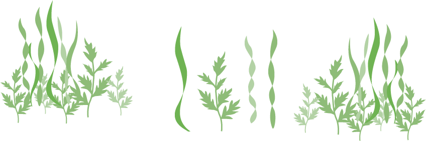 Sea Plant Icon Png Clipart (960x350), Png Download