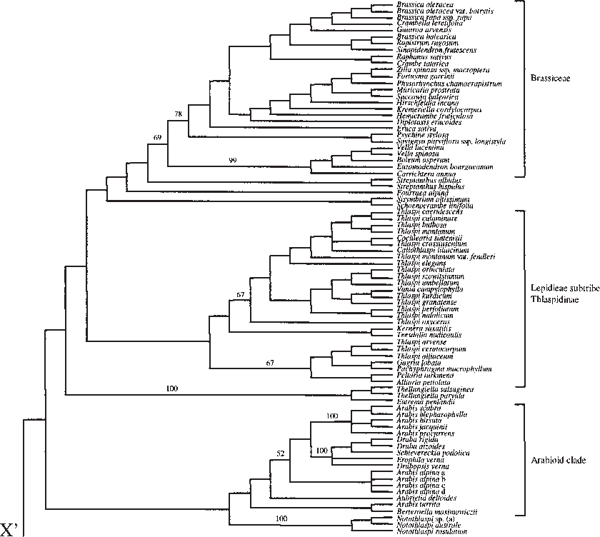 Strict Consensus Of The 14 580 Most Parsimonious Trees - Phyllostomidae Phylogeny Clipart (840x752), Png Download