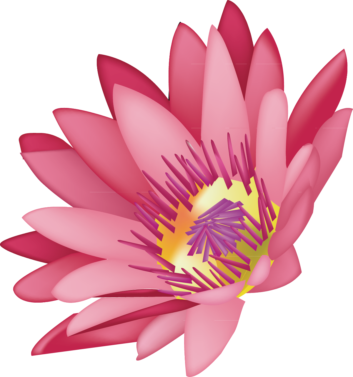Pink Drawing Lotus Flower - Graphics Clipart (1200x1282), Png Download