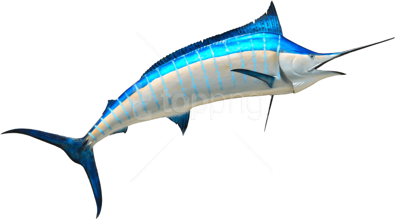 Free Png Fish Png Images Transparent - Swordfish Png Clipart (850x489), Png Download