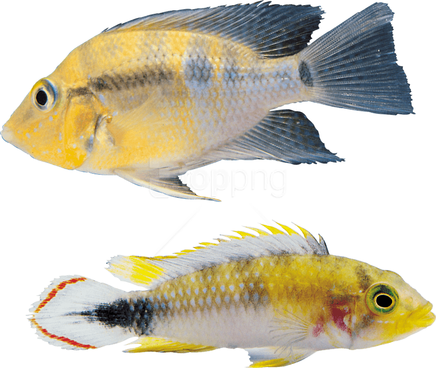 Download Fish Png Images Background - Fish Clipart (850x718), Png Download