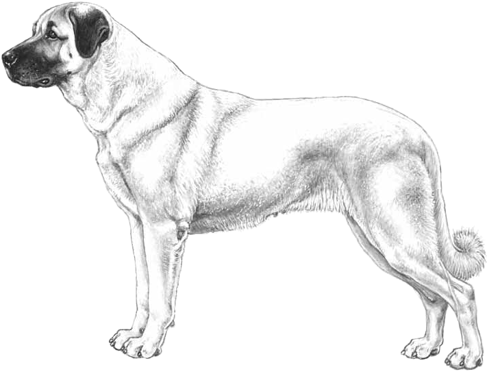 Anatolian Shepherd - Caucasian Shepherd Dog Png Clipart (800x800), Png Download
