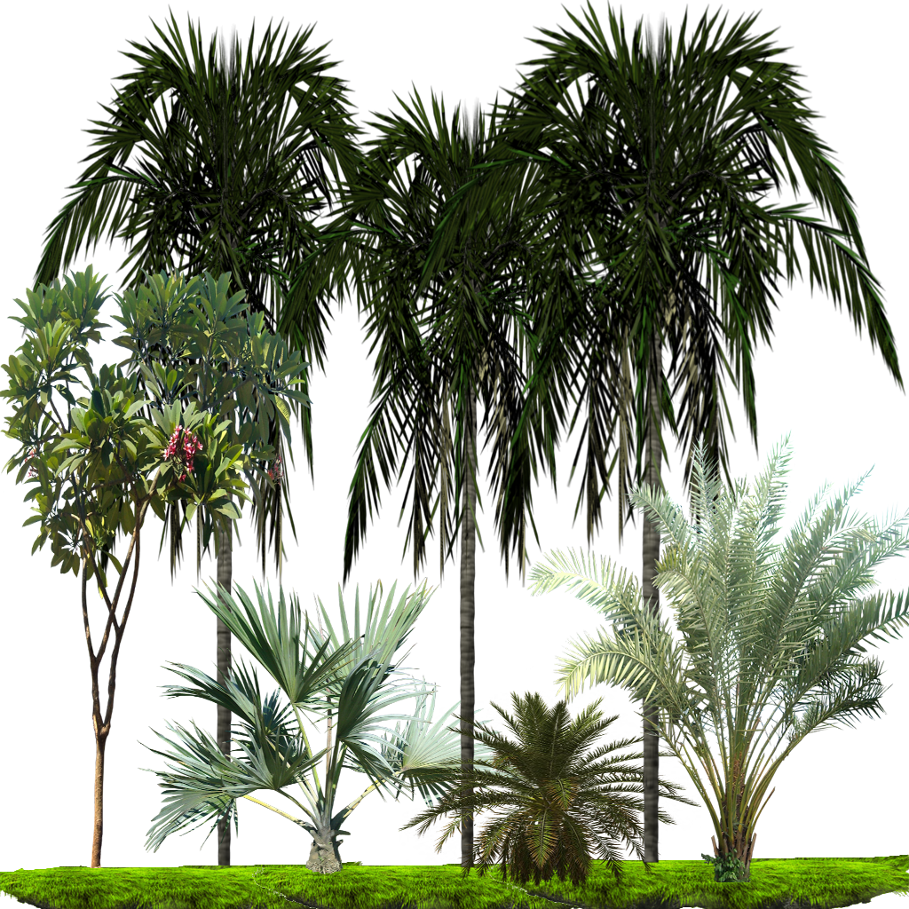 3 Zpsomylrinw - Palm Tree Clipart (1024x1024), Png Download