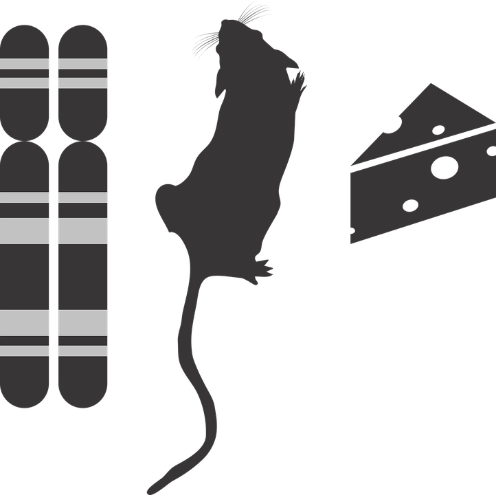 Genotype Phenotype Environment Icon G2p Genotype - Mouse Silhouette Png Clipart (722x720), Png Download