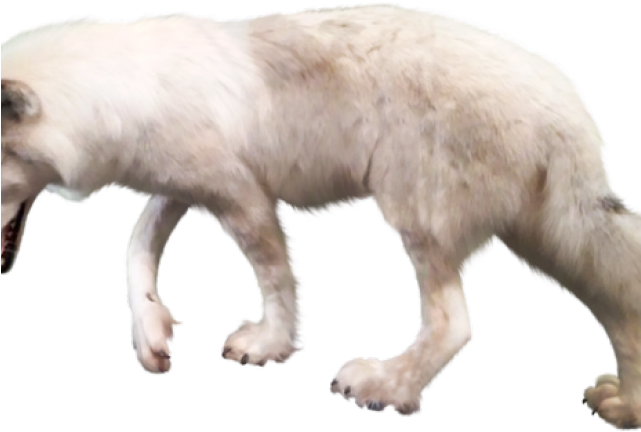 Gray Wolf Clipart Transparent Background - Transparent Background Arctic Wolf Transparent - Png Download (640x480), Png Download