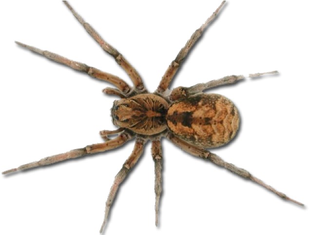 Spider Png Clipart (640x480), Png Download