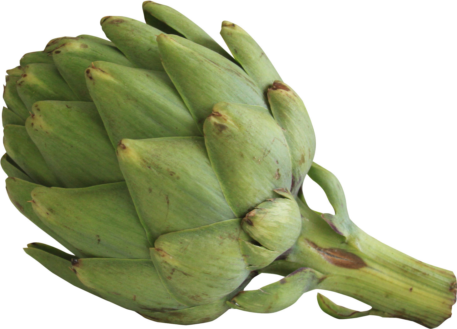 Artichoke - Artichoke Png Clipart (1722x1377), Png Download