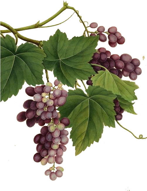 Creative Grape Vines Design- Grape Png Image & Grape - Vintage Grape Vine Png Clipart (500x668), Png Download