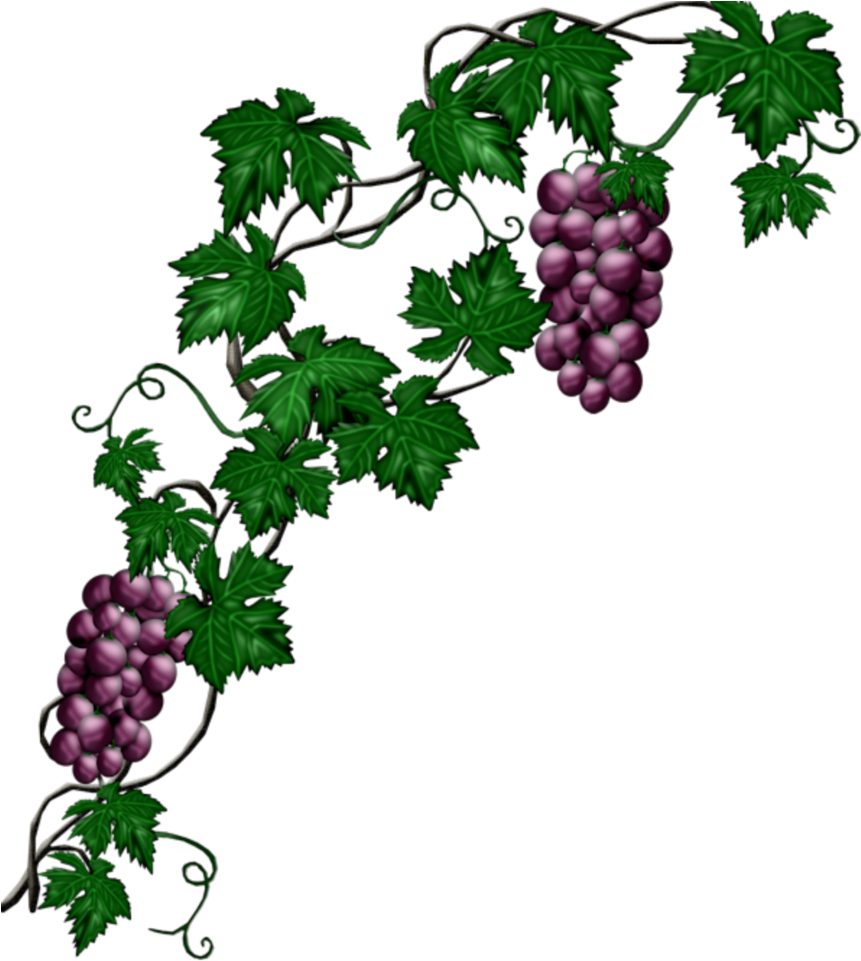 #mq #blue #grape #grapes #vine #vines - Grape Wine Clipart Png Transparent Png (1024x1024), Png Download