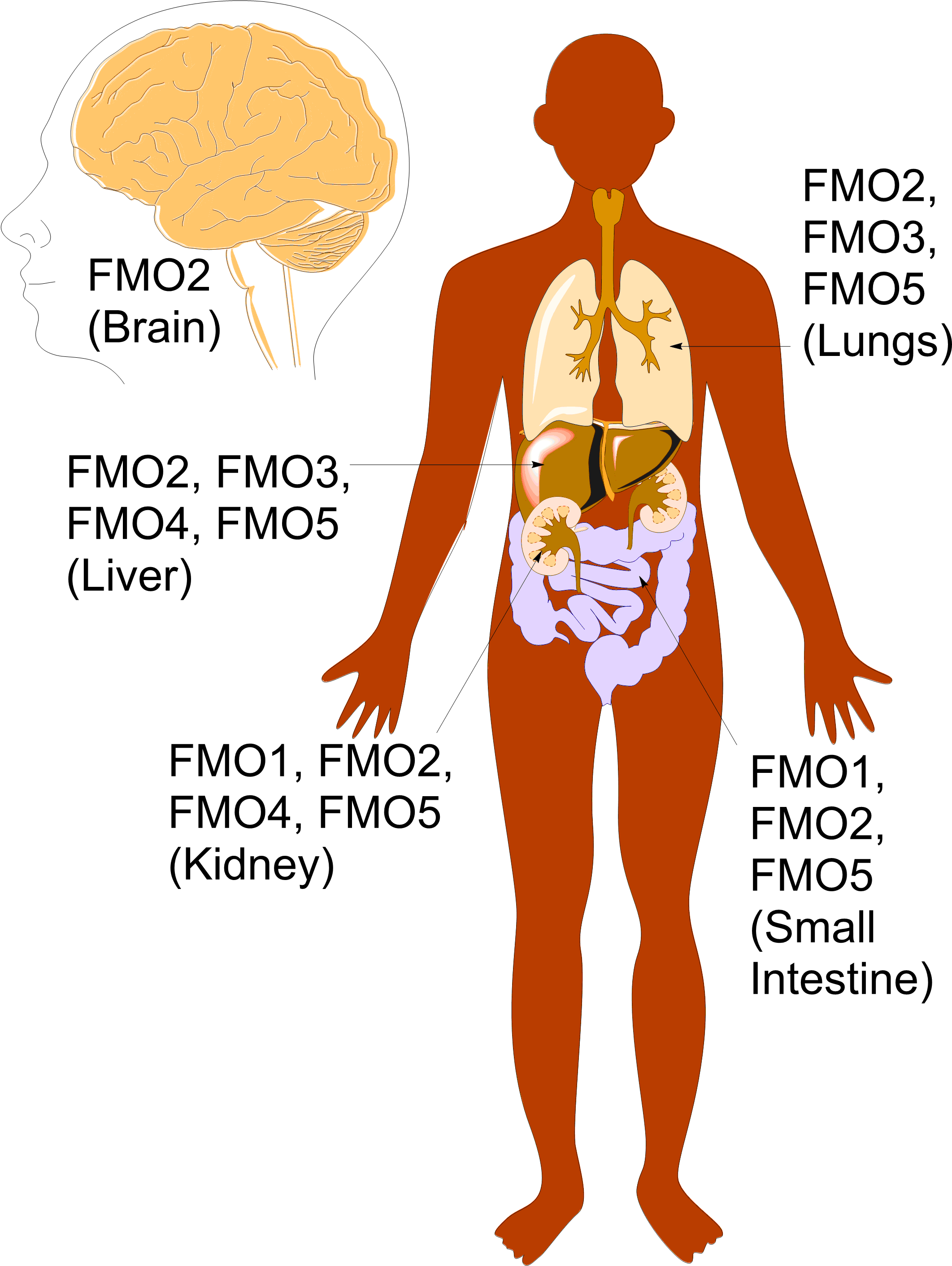 Anatomy Pic Big Labels - Flavin Monooxigenasa Clipart (2142x2841), Png Download