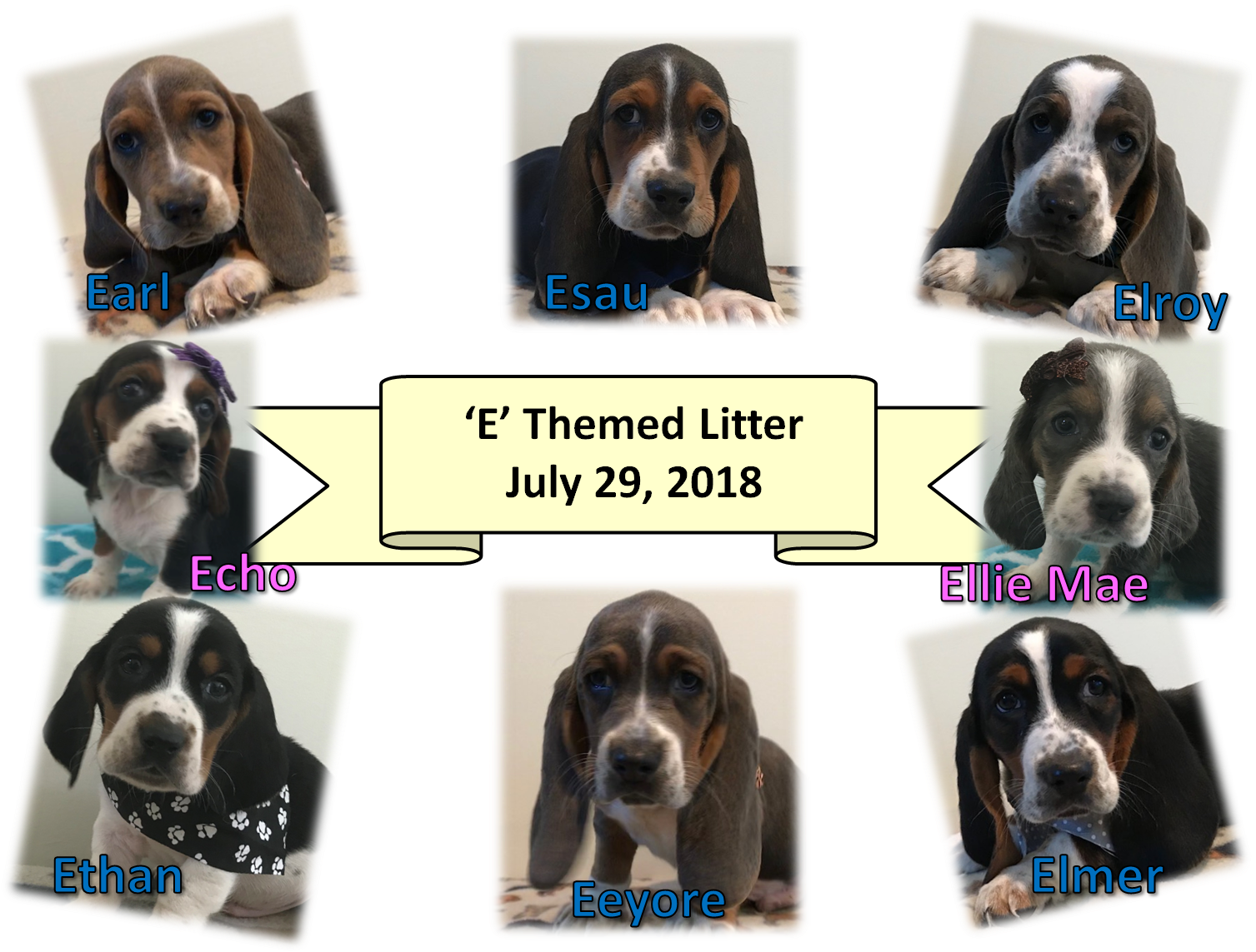 E Litter - Basset Hound Clipart (1526x1153), Png Download