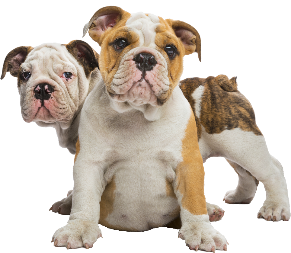 Welcome To Family Bulldoggies - Bulldog Clipart (1005x850), Png Download