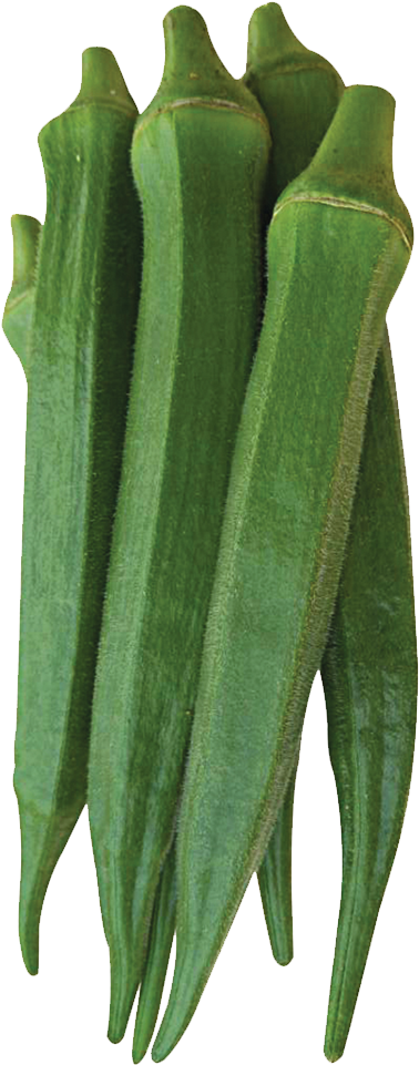 535 Indian Ocean - Okra Clipart (1200x1200), Png Download