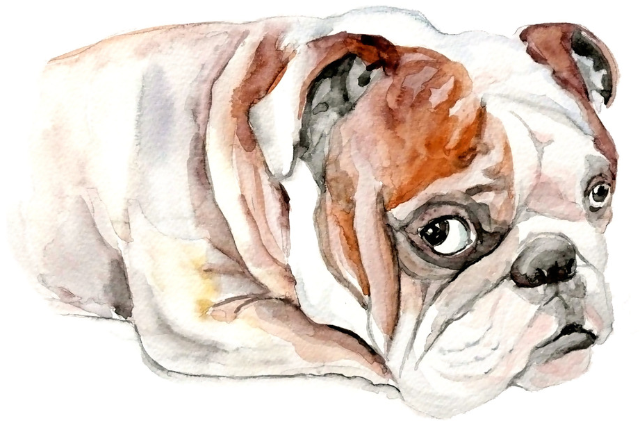 French Bulldog Clip Art - Bulldog - Png Download (1024x1024), Png Download