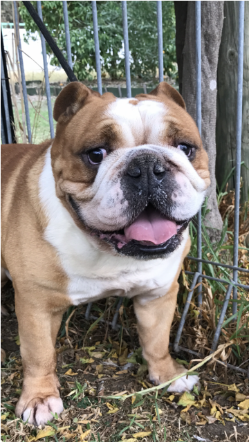 Sweet Friendly Boy - Olde English Bulldogge Clipart (638x638), Png Download