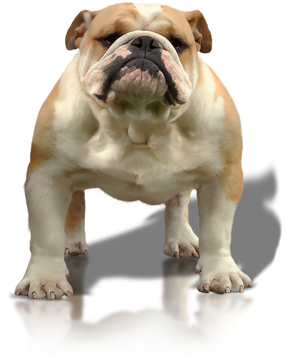 Timberoakes Lucky Strike - Olde English Bulldogge Clipart (603x750), Png Download