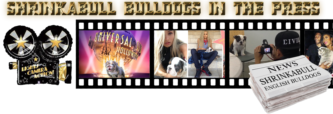 Shrinkabulls Bulldogs In The Press - Photographic Film Clipart (1079x370), Png Download