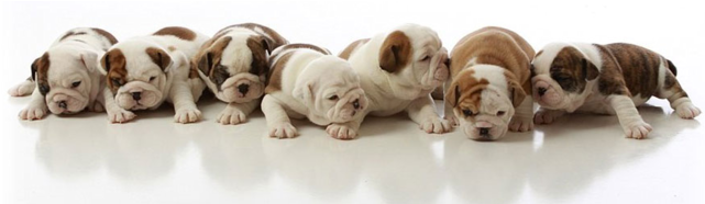 English Bulldog Puppies For Adoption - French Bulldog Puppies Clipart (640x480), Png Download