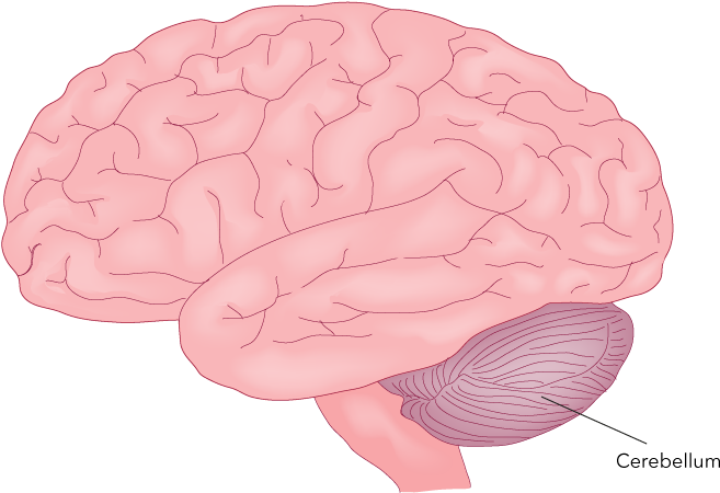 Figure 27 - 24 - Cerebellum - A Major Motor Part Of - Brain (as Food) Clipart (800x477), Png Download