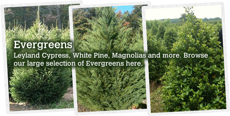 123 - Mexican Pinyon Clipart (956x489), Png Download