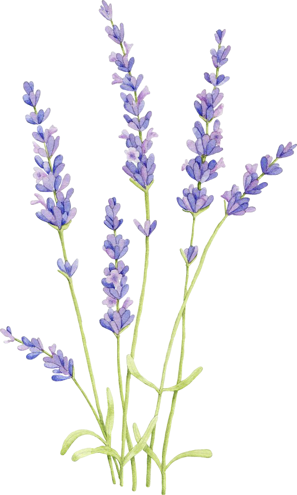 English Watercolor Painting Flowers - Draw Lavender Clipart - Large