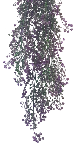 Share This Image - Wisteria Clipart (800x600), Png Download