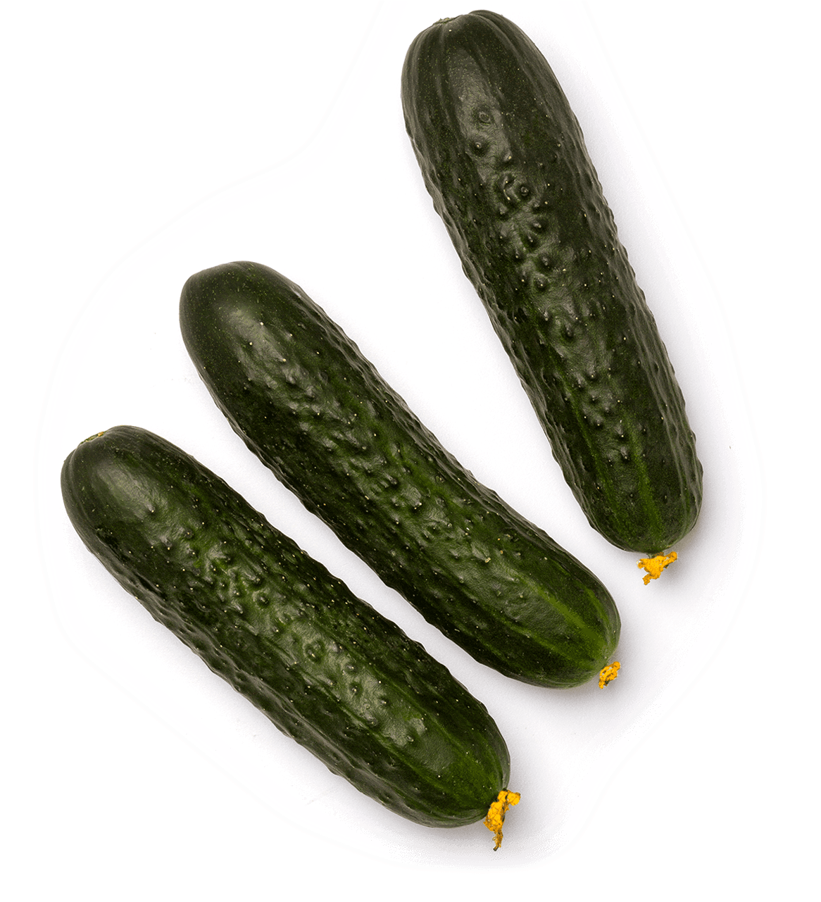 Pepino Corto , Png Download - Zucchini Clipart (1166x1281), Png Download