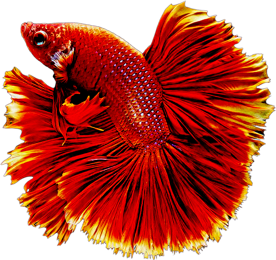 Fish Sticker - Beautiful Fish Png Clipart (1024x1024), Png Download