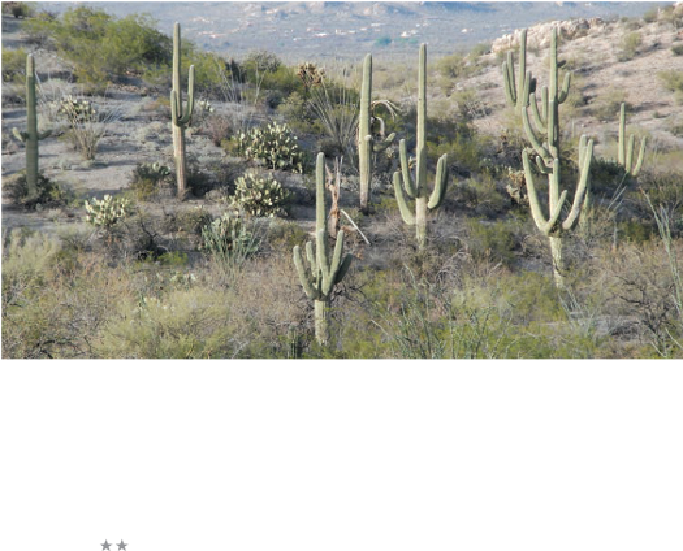 Saguaro National Park East - Shrubland Clipart (683x551), Png Download